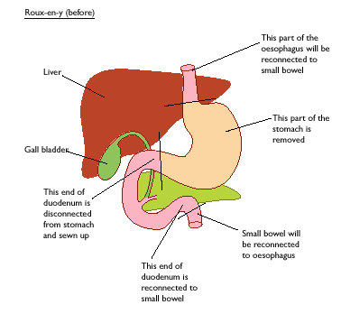 gastrointestinal tract of