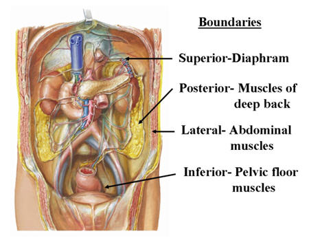 abdominal anatomy